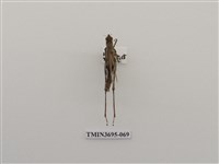 藏品(直翅目(3))的圖片